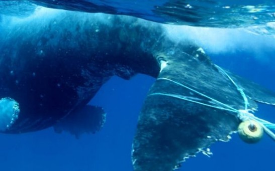 Climate Change Is Causing  Marine Heatwaves That Are Moving Food Sources of Whales and Causing Their Entanglement