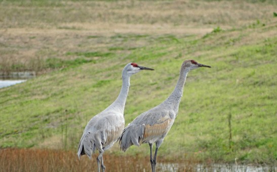 Sandhill Cranes