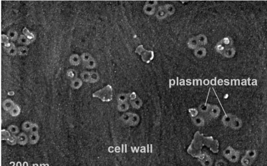 Scientists Discover the Importance of Plasmodesmata in the Formation of Roots in Times of Drought