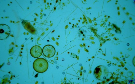  AI Predicts Increase of Phytoplankton in 2100 Not a Decrease as Expected by Oceanographers