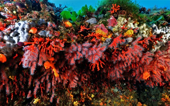 These are red corals in the Mediterranean Sea.