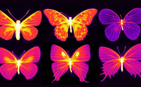 Infrared image showing the living parts of the wings of different species of butterflies