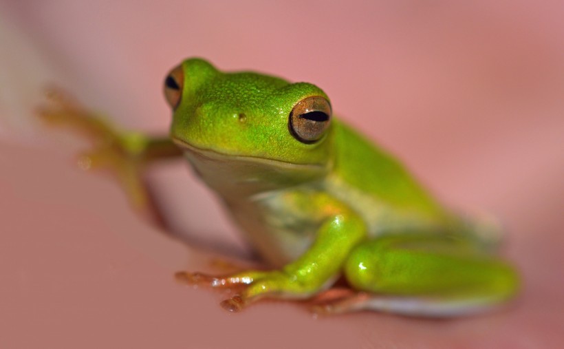 Glowing Green Frog
