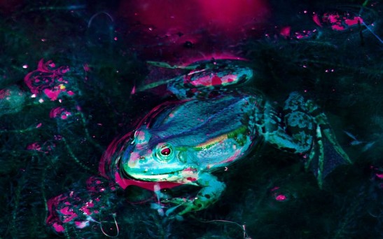 Luminescent frog