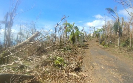 A survey highlighted the power of a heavy downpour as the main cause of severe damage in Puerto Rico Forest