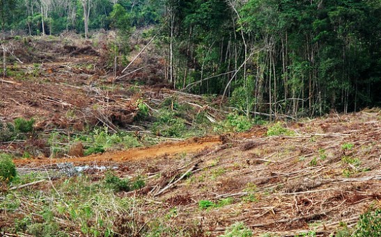 Land clearing in Kalimantan, Indonesia 