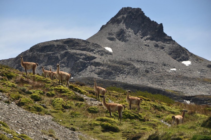Guanacos in Chilean Patagonia. One of the last remaining wilderness areas left in the region.
