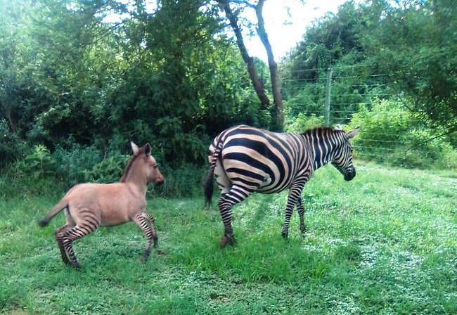 Meet ‘Zonkey’, A Rare Hybrid Discovered in Kenyan National Park