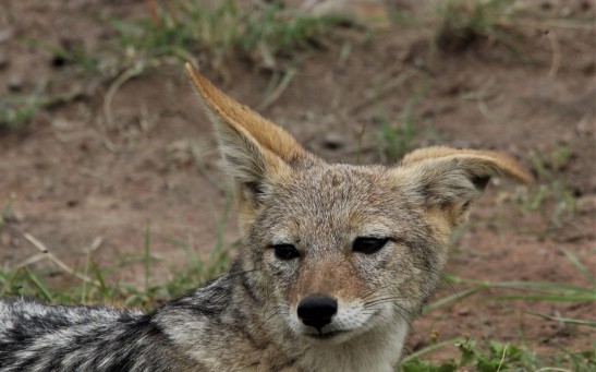 Silver Backed Jackal