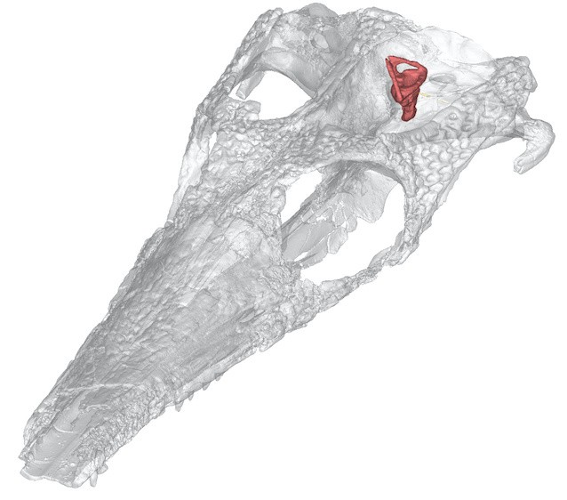 Pelagosaurus skull