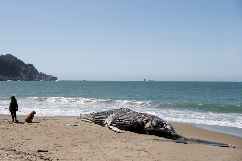 The carcass of a humpback whale lies washed up at Baker Beach in San Francisco