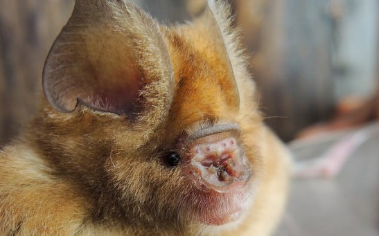 Leaf-nosed bat