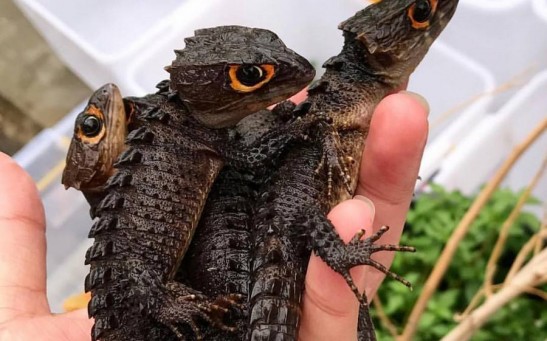 Train your Own Dragon: The Red-Eyed Crocodile Skink As Pet and All You Need To Know About Them