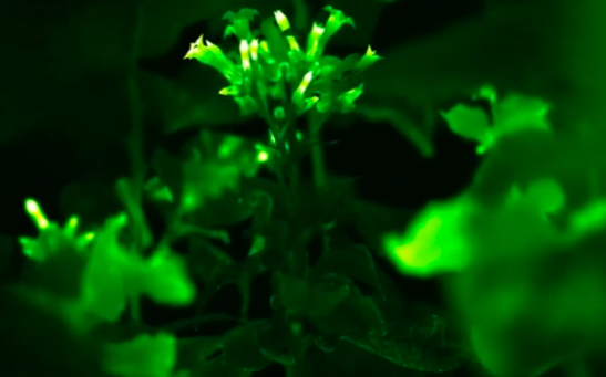 Glow in the dark plant
