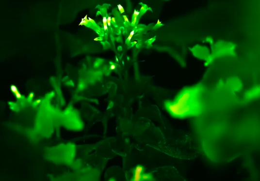 Glow in the dark plant
