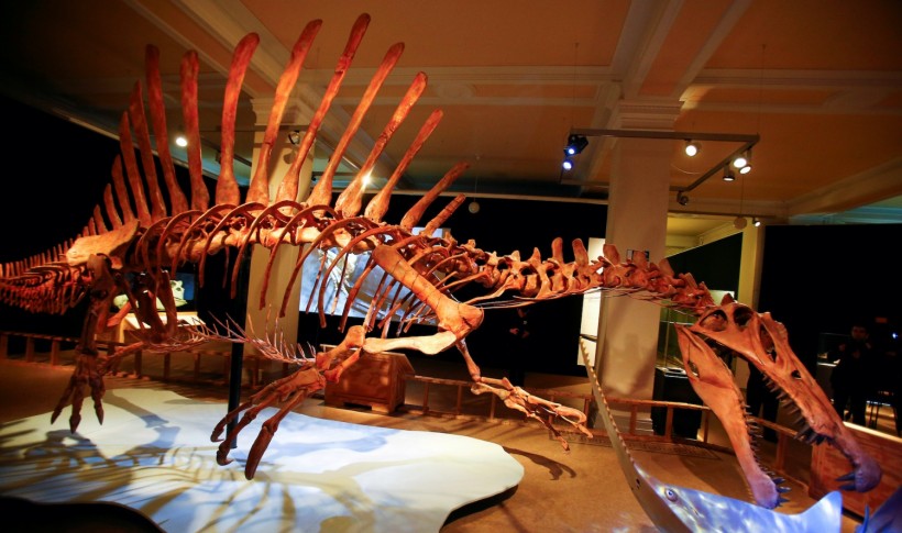 Spinosaurus fossil