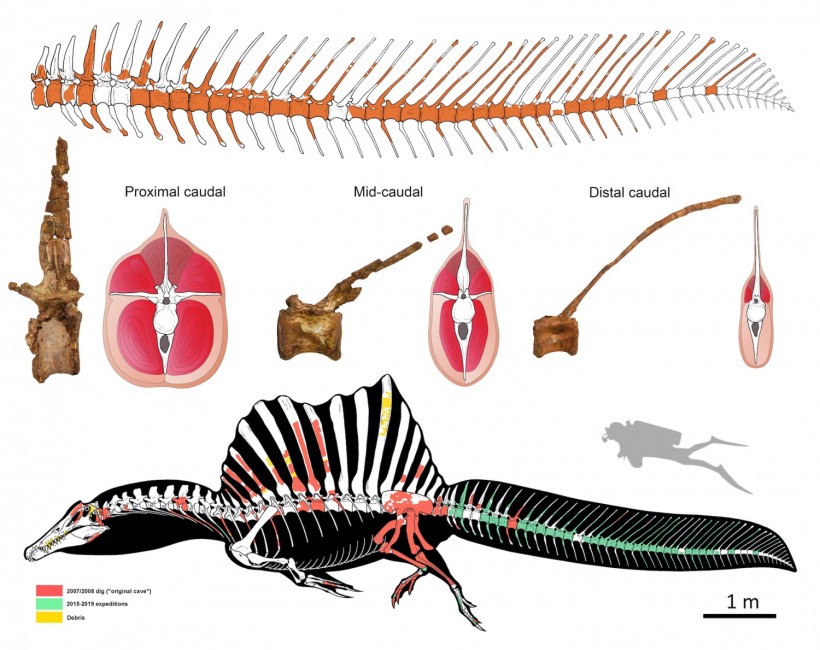 Spinosaurus anatomy