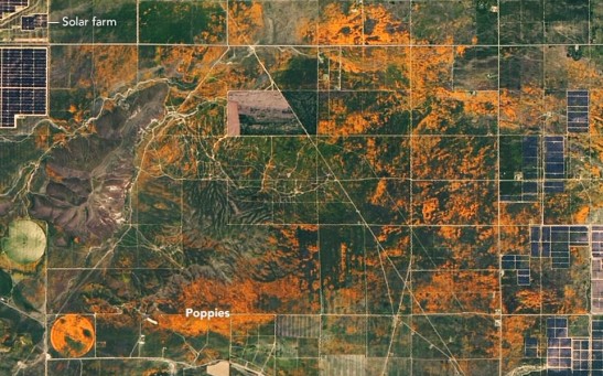 NASA Shared Image of Unexpected Superbloom of Orange Poppies In Southern California As Seen From Space
