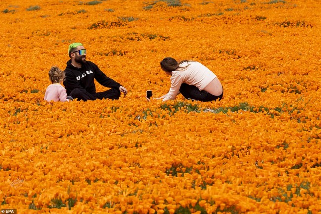 NASA Shared Image of Unexpected Superbloom of Orange Poppies In ...