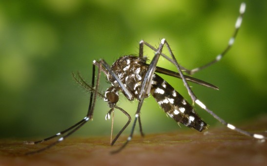 Global Warming Can Increase Mosquito Population in Europe by 2030: Study Warns