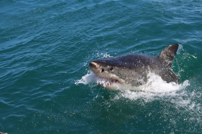 shark attack in Santa Cruz