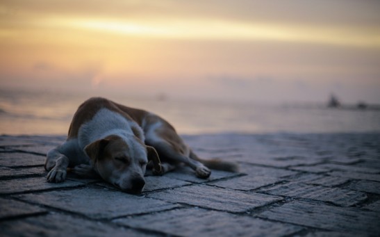 dog on the street