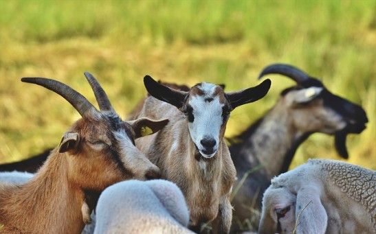 [VIDEO] About 200 goats Break Through A Fence And Wandered San Jose neighborhood