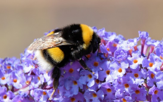 No Pollen? No Problem! Bees Puncture Plant Leaves To Accelerate Flower Production