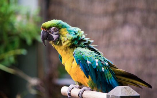 Talking Parrot Mimics Victim’s Dying Words – New Evidence Emerges from 2018 Femicide