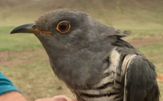 Satellite Follows ‘Mammoth Journey’ of a Cuckoos on an Epic Journey