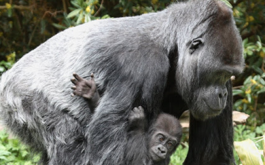 Amanda, 50yr Old Gorilla, Euthanized this Week at Woodland Park Zoo