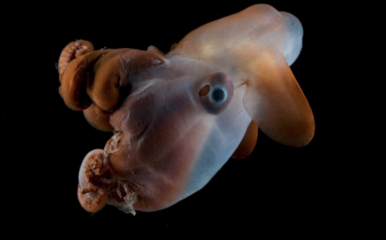 Dumbo' Underwater: Meet the Indian Ocean's Deepest Octopus 