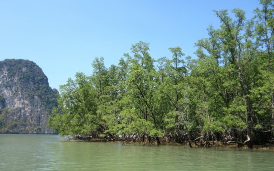 One-Fifth of Mangroves In the World Already Perished, But Could Totally Be Gone By 2050 Due To Rising Sea Levels 