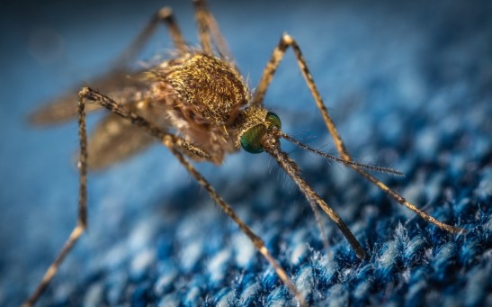 West Nile virus mosquito Fresno