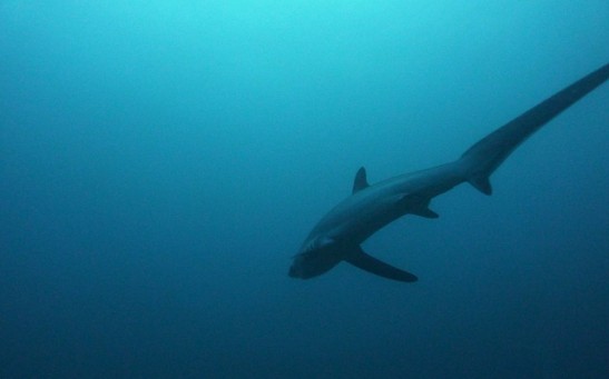 Thresher Shark