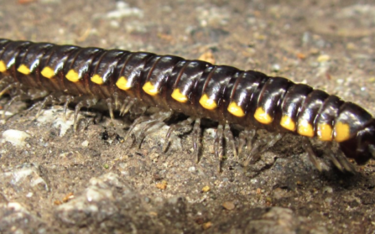 An Ancient Millepede Might Be the First Critter to Walk the Earth, Study Says