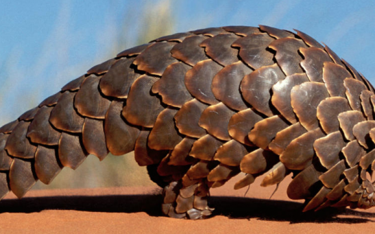 Pangolin Scales are No Longer a Tradition Chinese Medicine Ingredient - A Signal of Hope for China's Wildlife Protection Efforts