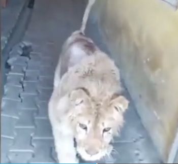 simba lion cub abused in russia