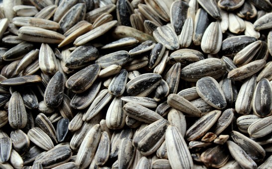 woman drowns in sunflower seeds