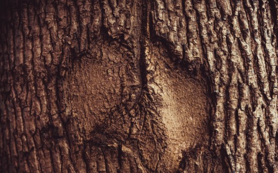 tree scars in Australian Aboriginal history 