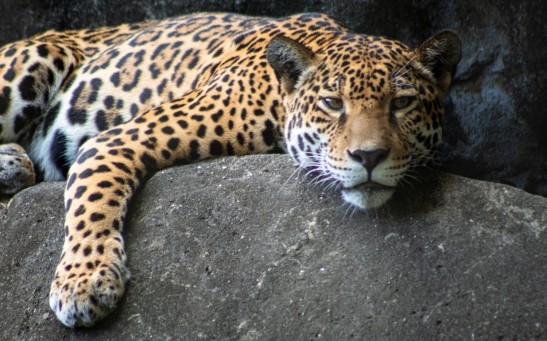 jaguar poaching claws bones turned into medicinal paste for Chinese consumers