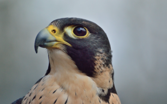 Peregrine Eggs Were Stolen From Peak District - Could This be Linked to the Falcon Black Market?