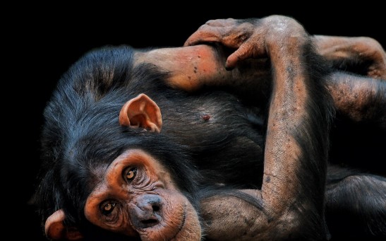 chimpanzee lip-smacking human speech evolution
