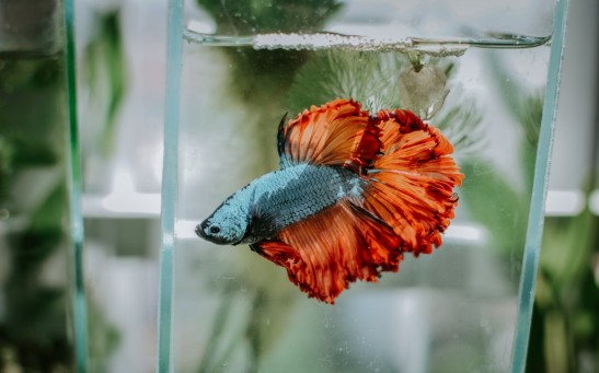 betta fighting fish synchronized movements and genes