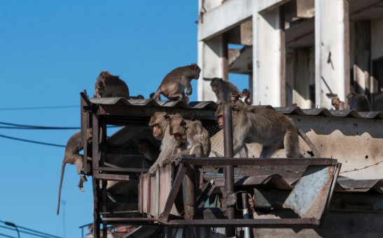6,000 Macaques Have Taken Over A Thai City