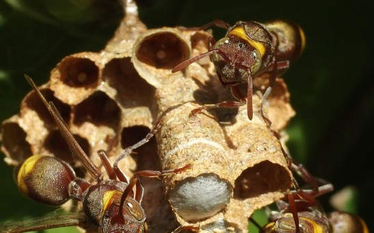 Eavesdropping Wasps Assess Potential Rival's AbilitiesTo See If They Can Compete, New Study Reveals