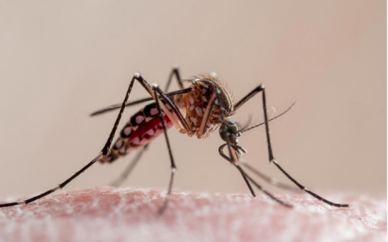 Dengue & Other Mosquito Diseases are Slowly Making Their Way North
