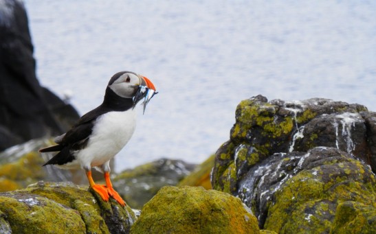 How Did Seabirds Developed Ability to Cruise Through Air and Water? New Insights Revealed