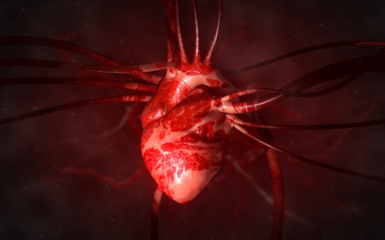 COVID-19 Pathogens Attack Heart Cells in a Lab Experiment