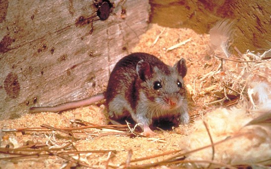 Hantavirus has Been Detected in Rodents in the San Diego County